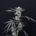 Luxar-Dos (Compound Genetics) Feminiserede