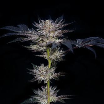 Slipstream (Compound Genetics) feminiserede cannabisfr&oslash;