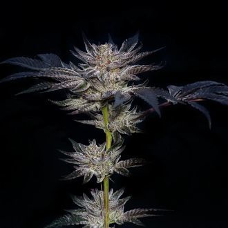 Slipstream (Compound Genetics) Feminiserede
