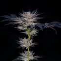Slipstream (Compound Genetics) Feminiserede
