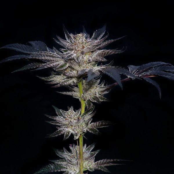 Slipstream (Compound Genetics) Feminiserede