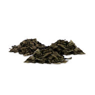 Salvia divinorum