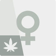 Feminiserede cannabisfrø