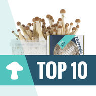 Top 10 magiske svampe
