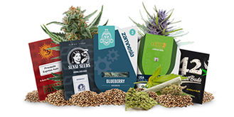 Top 5 autoflower cannabisfr&oslash;