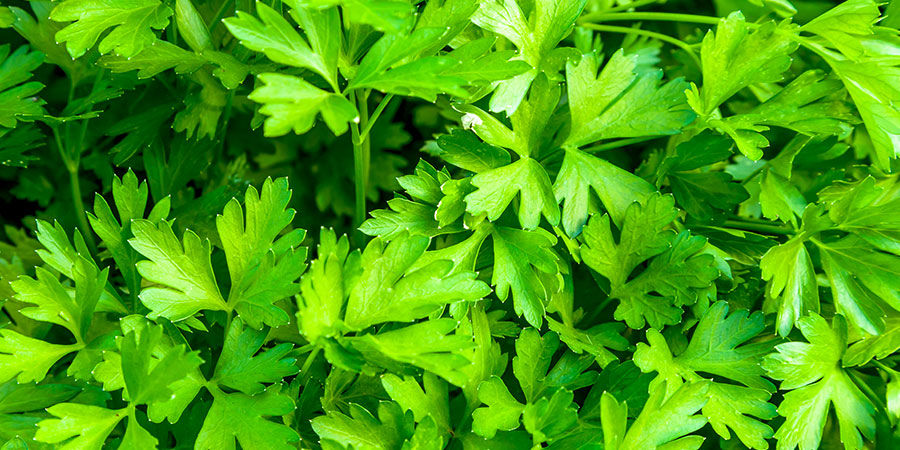 Persille Parsley