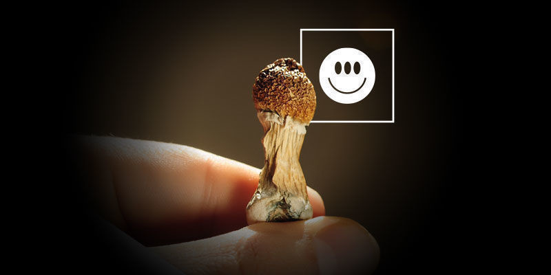 Er Psilocybe cubensis potent? Are Psilocybe Cubensis Potent?
