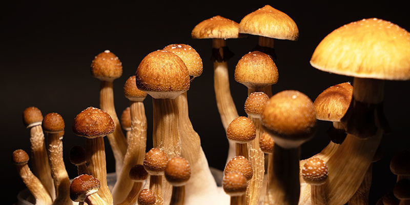 Dyrkning af Psilocybe cubensis Dyrkning af Psilocybe cubensis