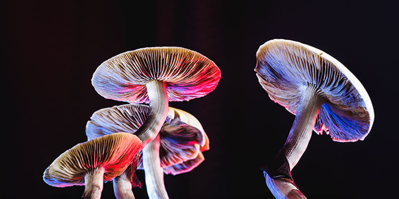 Lameller Gills