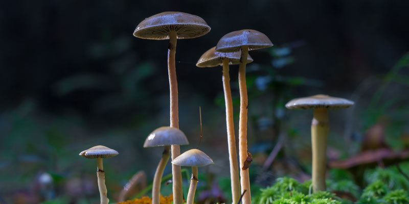 Psilocybe Cubensis: Naturens gave Psilocybe Cubensis: Naturens gave