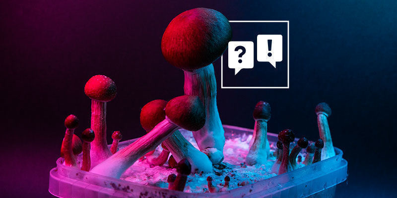 Psilocybe Cubensis: Spørgsmål og svar Psilocybe Cubensis: Spørgsmål og svar