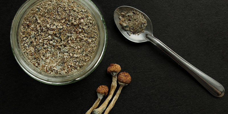 Psilocybe Cubensis brug Psilocybe Cubensis Usage