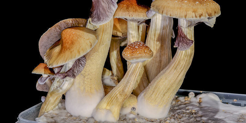 Stok Stem