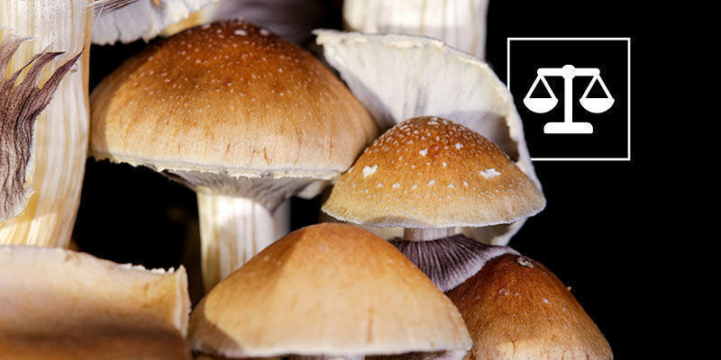 Lovligheden af Psilocybe cubensis Lovligheden af Psilocybe cubensis