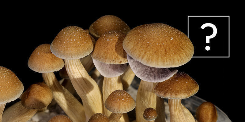 Hvad er Psilocybe cubensis-svampe? Hvad er Psilocybe cubensis-svampe?