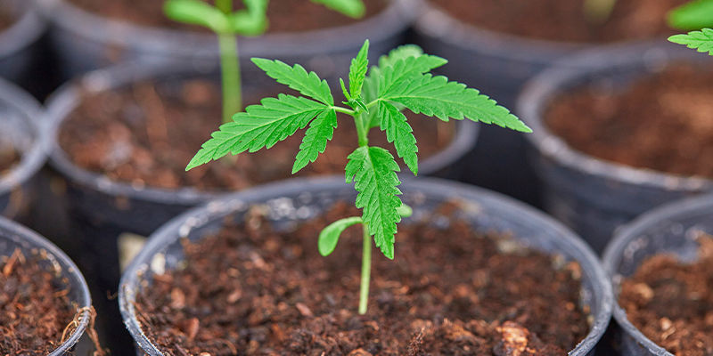 Fordele ved hjemmelavet cannabisgødning Fordele ved hjemmelavet cannabisgødning