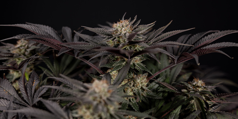 Aflivning af de vildeste cannabis-myter Aflivning af de vildeste cannabis-myter