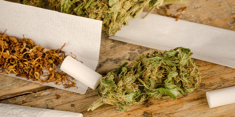 Tobak forstærker virkningen af cannabis Tobak forstærker virkningen af cannabis