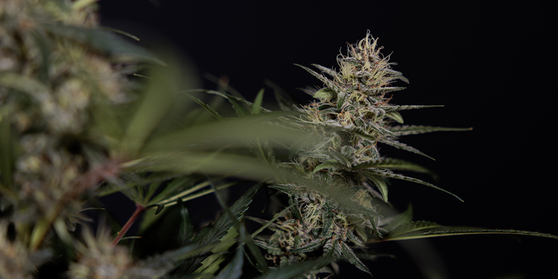 Blomstringsfase (uge 5–10+) Flowering phase (weeks 5–10+)