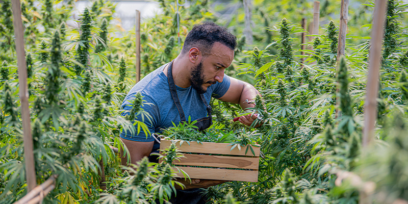 Hvorfor økologi betyder noget i cannabisdyrkning Hvorfor økologi betyder noget i cannabisdyrkning