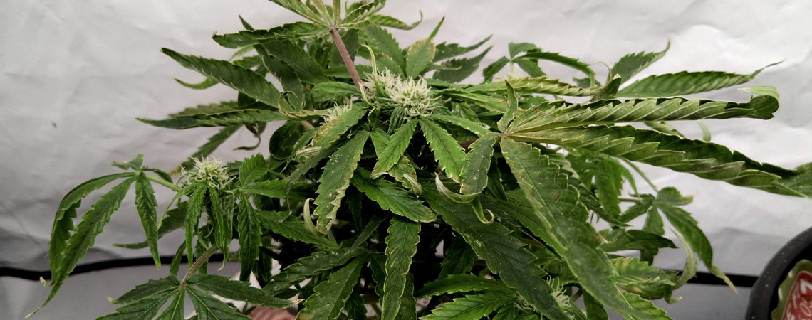 Løsning på opadkrøllede cannabisblade Løsning på opadkrøllede cannabisblade