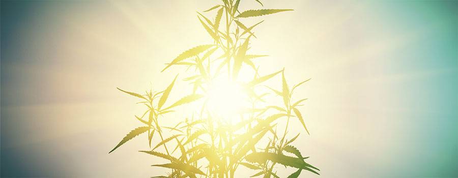 Lysstress hos cannabis LIGHT STRESS