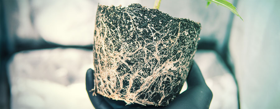 Rodstress og skader ROOT STRESS AND DAMAGE