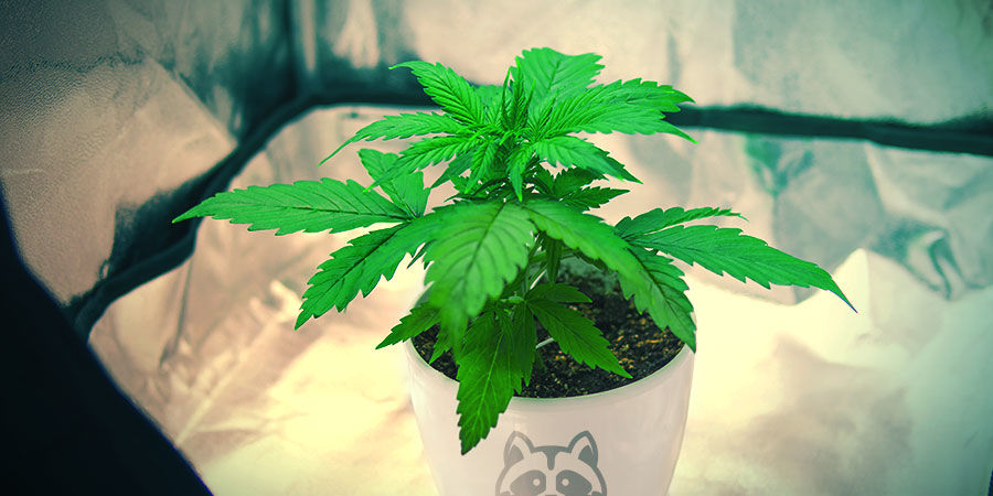 Sådan dyrker du Sensi Skunk SÅDAN DYRKER DU SENSI SKUNK