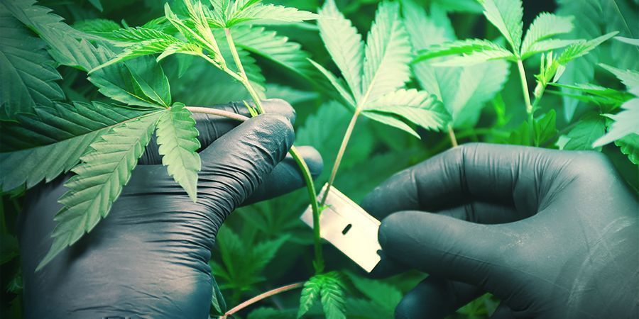 Generelle tips til at spare penge, når du dyrker cannabis Generelle tips til at spare penge, når du dyrker cannabis