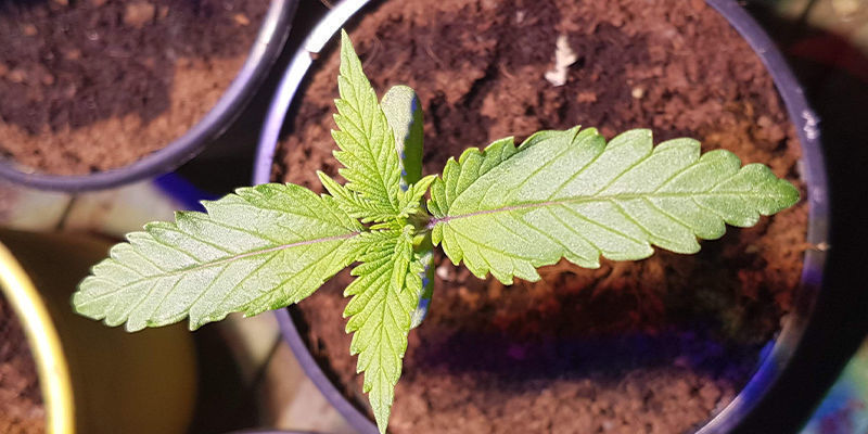 Kaffegrums og cannabis: en nyttig gødning Kaffegrums og cannabis: en nyttig gødning