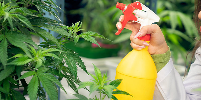 Bladspray Sådan bruger du kaffegrums som gødning til cannabis: Bladspray