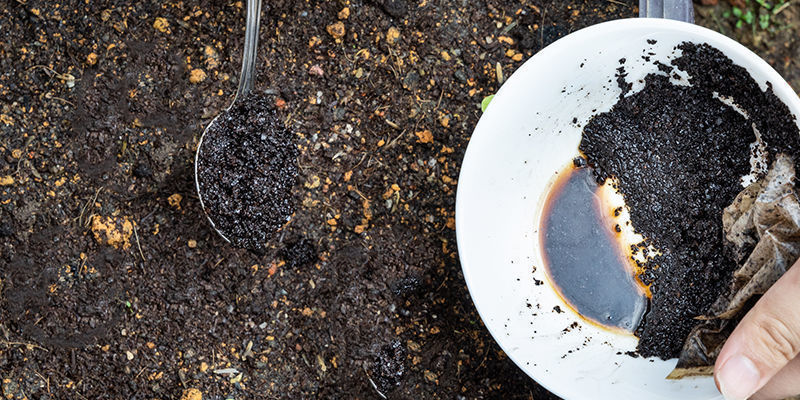 I jord Sådan bruger du kaffegrums som cannabisgødning: I jord