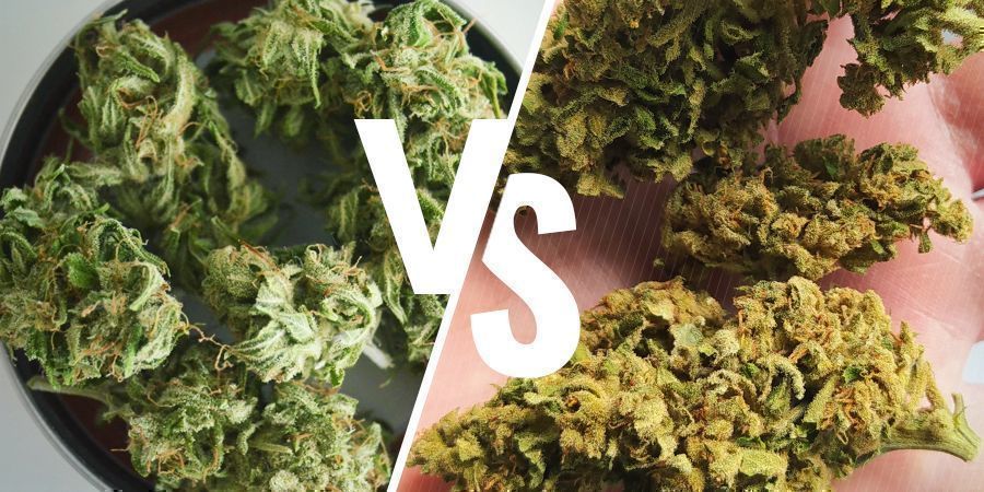 Farve Indendørs vs udendørs dyrket cannabis: farve