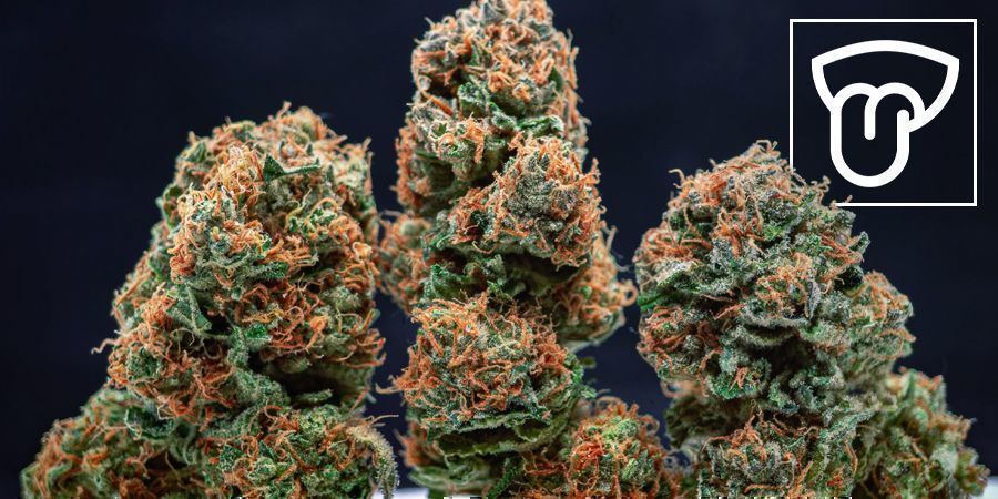 Smag Indendørs vs. udendørs dyrket cannabis: Smag