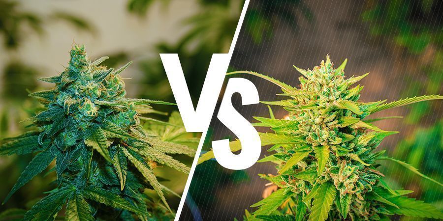 Indendørs vs. udendørs dyrket cannabis: Hvordan sammenligner de sig? Indendørs vs. udendørs dyrket cannabis: Hvordan sammenligner de sig?