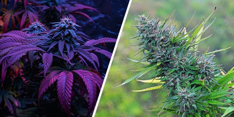 Hvilken er af højere kvalitet — indendørs eller udendørs cannabis? Hvilken er af højere kvalitet — indendørs eller udendørs cannabis?