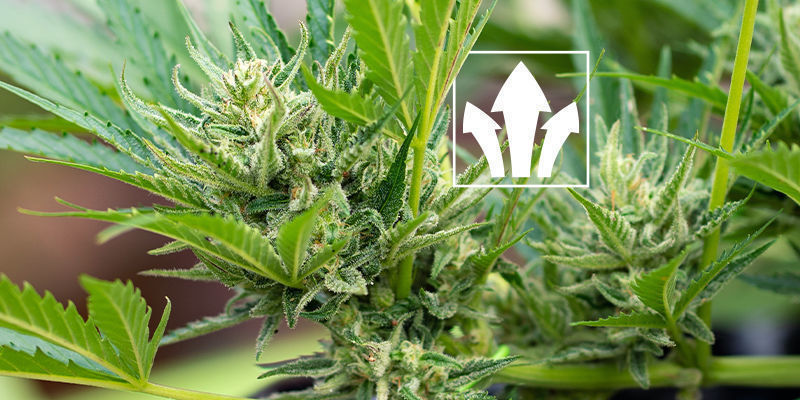 Hvad er fordelene ved humin- og fulvinsyrer til cannabis? Hvad er fordelene ved humin- og fulvinsyrer til cannabis?
