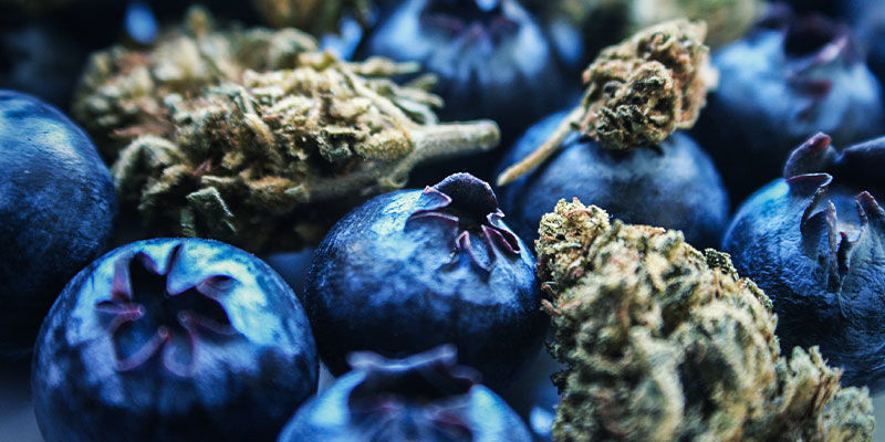 Blueberry: Smag & effekt Blueberry: Smag & effekt