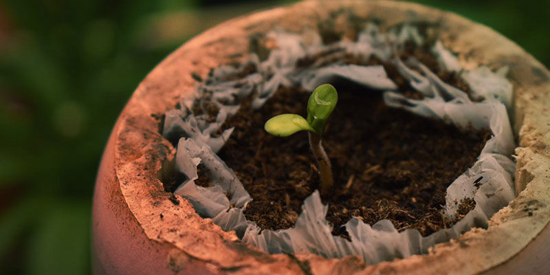 Sådan dyrker du Blueberry How To Grow Blueberry