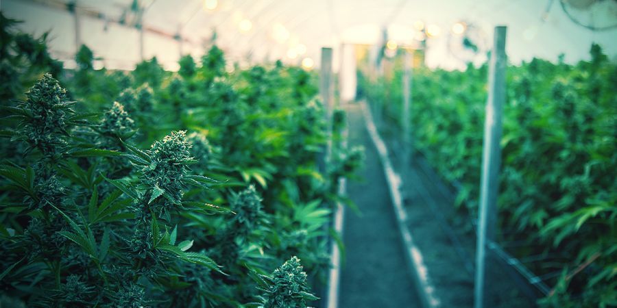 Sådan dyrker du økologisk cannabis indendørs HOW TO GROW ORGANIC CANNABIS INDOORS