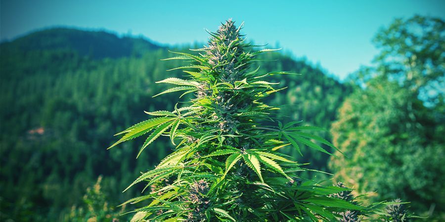 Sådan dyrker du økologisk cannabis udendørs SÅDAN DYRKER DU ØKOLOGISK CANNABIS UDENDØRS