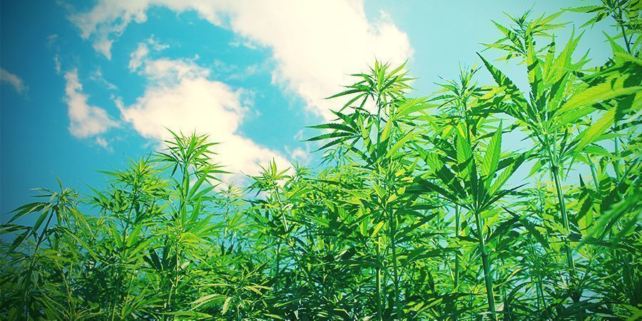 Hvorfor dyrke cannabis økologisk? Hvorfor dyrke cannabis økologisk?