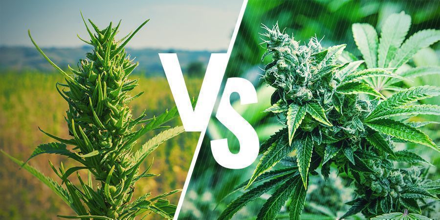 Udseende: cannabis Appearance Cannabis