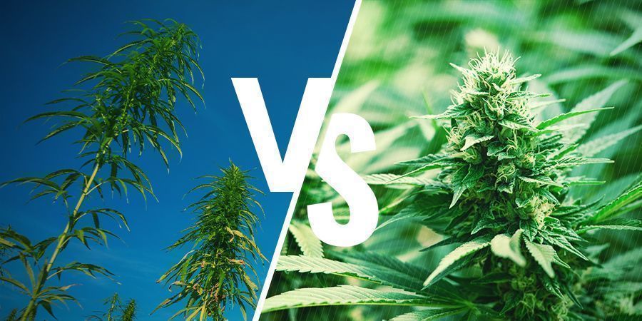 Dyrkning af cannabis Cultivation Cannabis