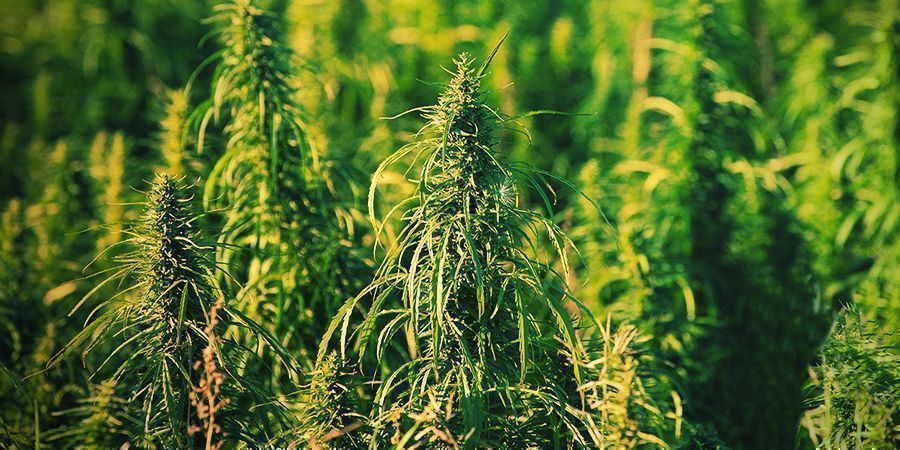 Genetik / kemisk sammensætning / THC Genetik / kemisk sammensætning / THC