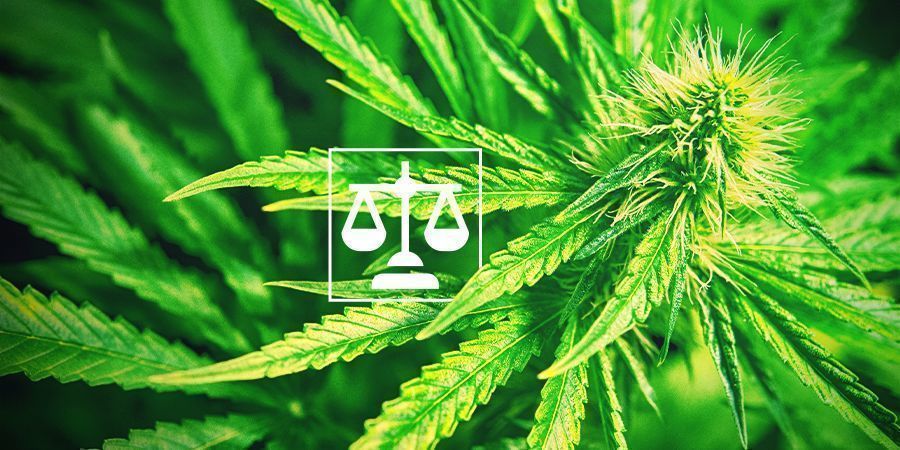 Lovlighed for cannabis Legality Cannabis