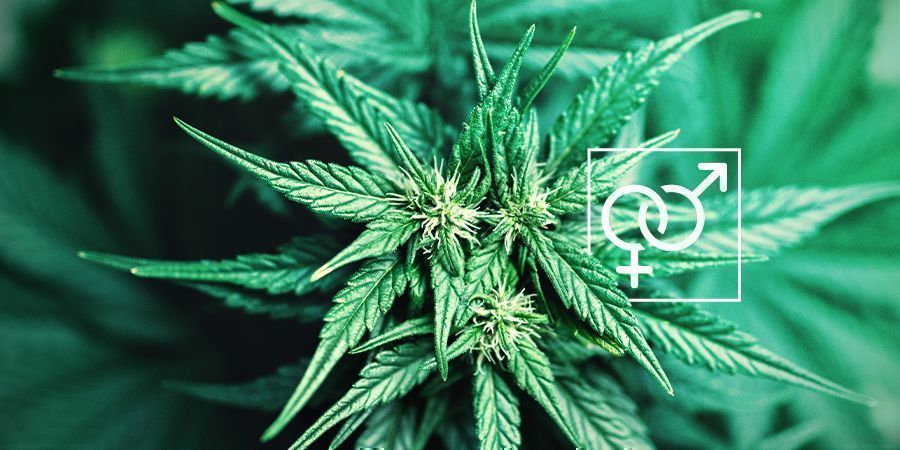 Plantekøn cannabis Plant Sex Cannabis