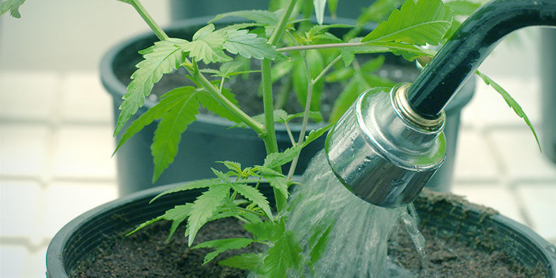 Sådan løser du næringsstof-lockout i cannabis Sådan løser du næringsstof-lockout i cannabis