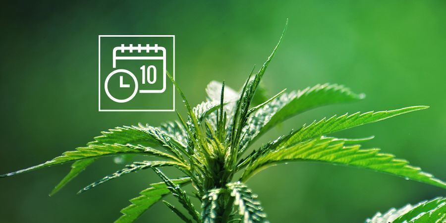 Funktionel cannabis ruderalis FUNKTIONEL CANNABIS RUDERALIS