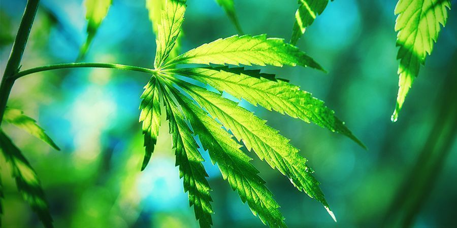 Hvad gør cannabis ruderalis anderledes? WHAT MAKES CANNABIS RUDERALIS DIFFERENT ?